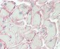 TMIGD2 Antibody (Center)